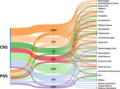 Growth Factors as Axon Guidance Molecules: Lessons From in vitro Studies